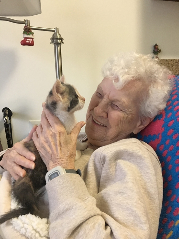 therapy kitten nursing home