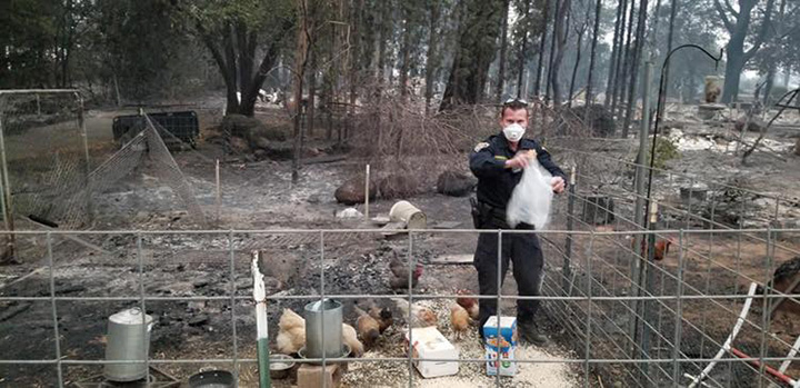 police officer feeds chickens california fires