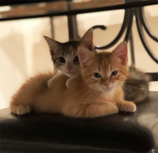 debit and credit office kittens