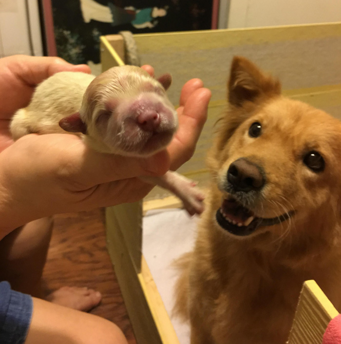 proud mom dog baby