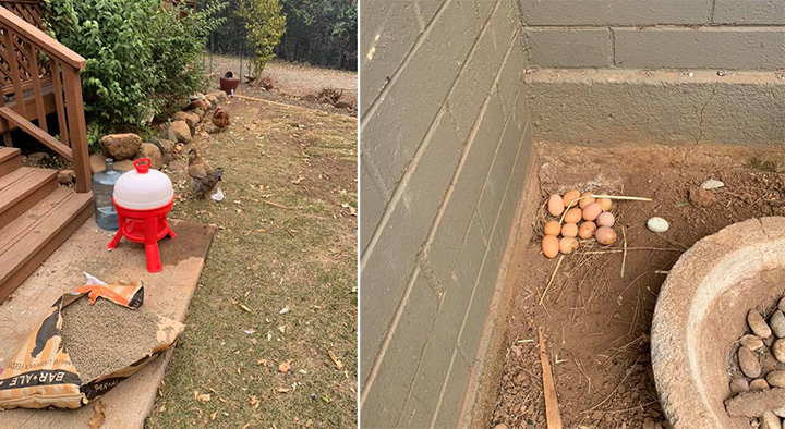 police officer feeds chickens california fires