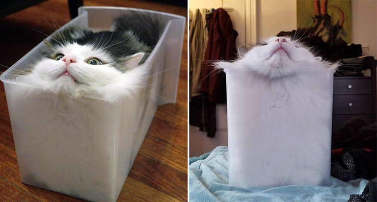 Physicist Wins Ig Noble Prize For Study On Whether Cats Should Be Classified As Liquids Or Solids