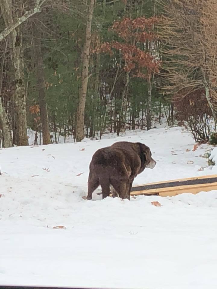 hershey dog ramp in snow