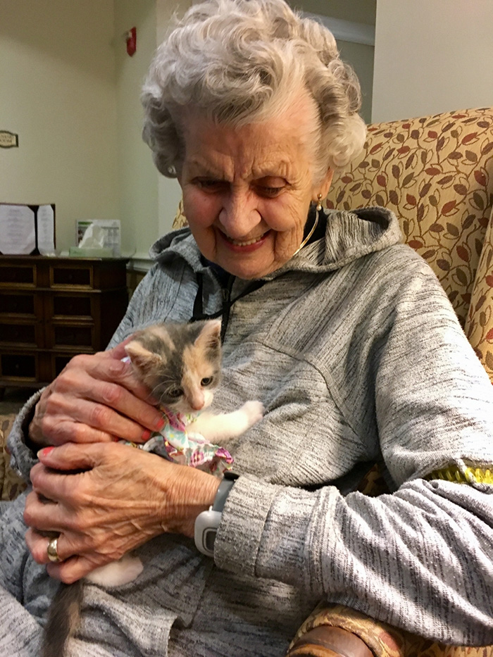 therapy kitten nursing home