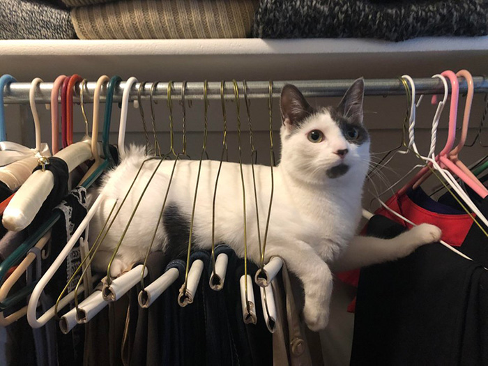cat in closet