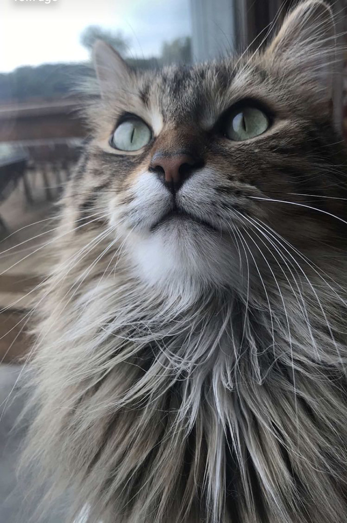 Prison Cat Gus Receives His Rations