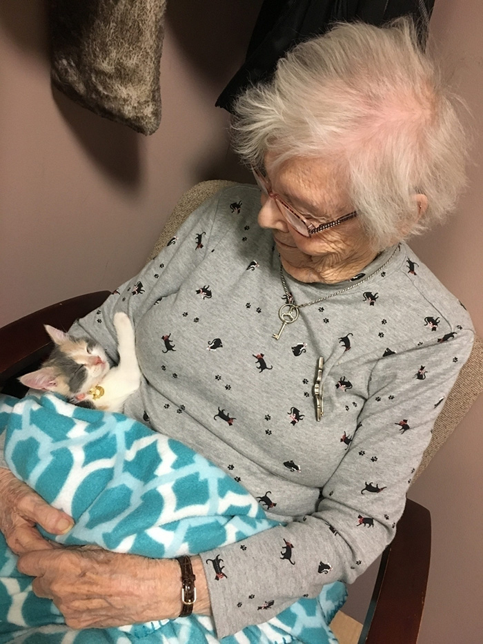 therapy kitten nursing home