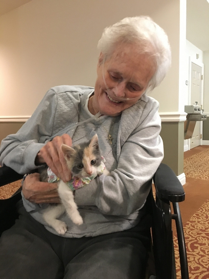 therapy kitten nursing home