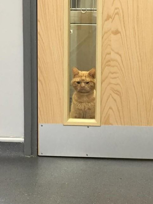 grumpy cat 2