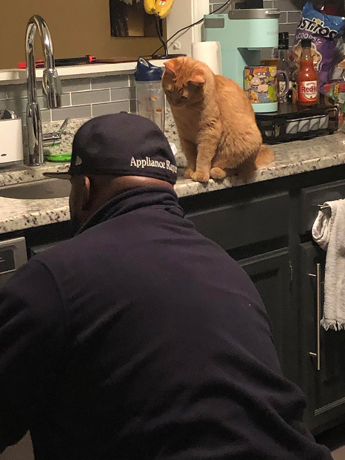 ukwu8-cat-supervisor.jpg