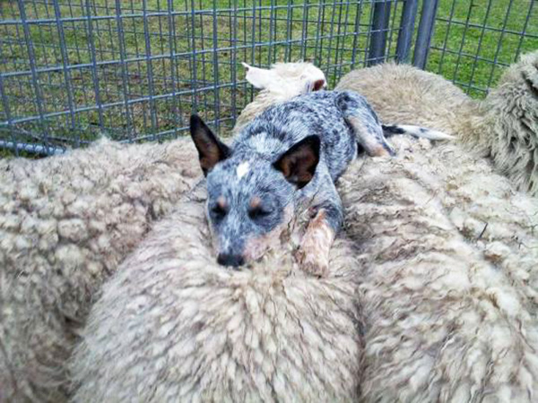 blue heeler sleeping on sheep herd