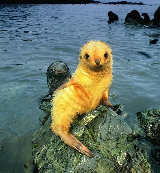 blonde fur seal