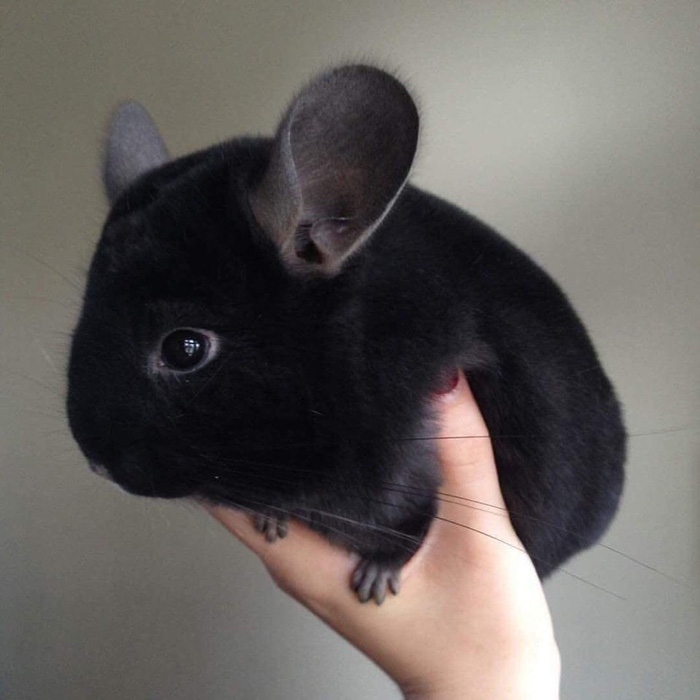Black Chinchilla