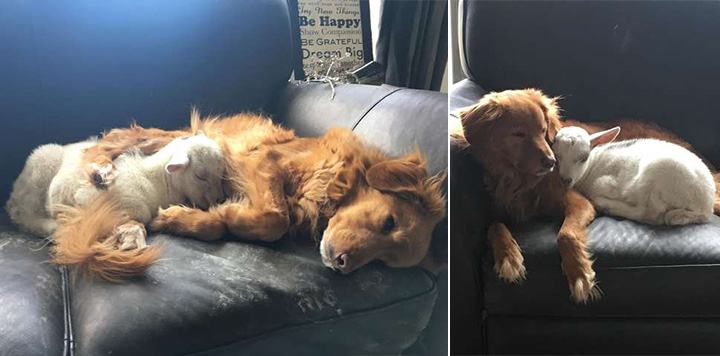 dog and goat cuddling on couch