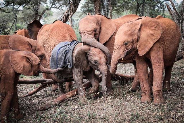 orphan elephants comfort new elephant