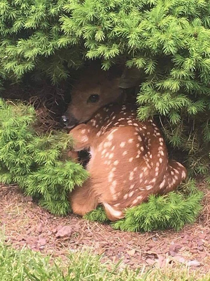 baby deer napping