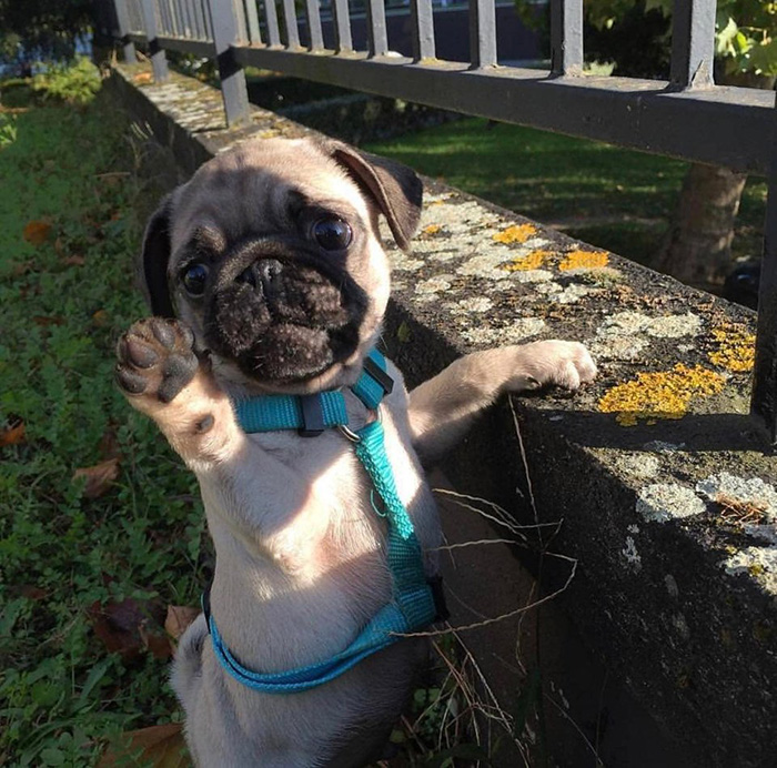pug says hi