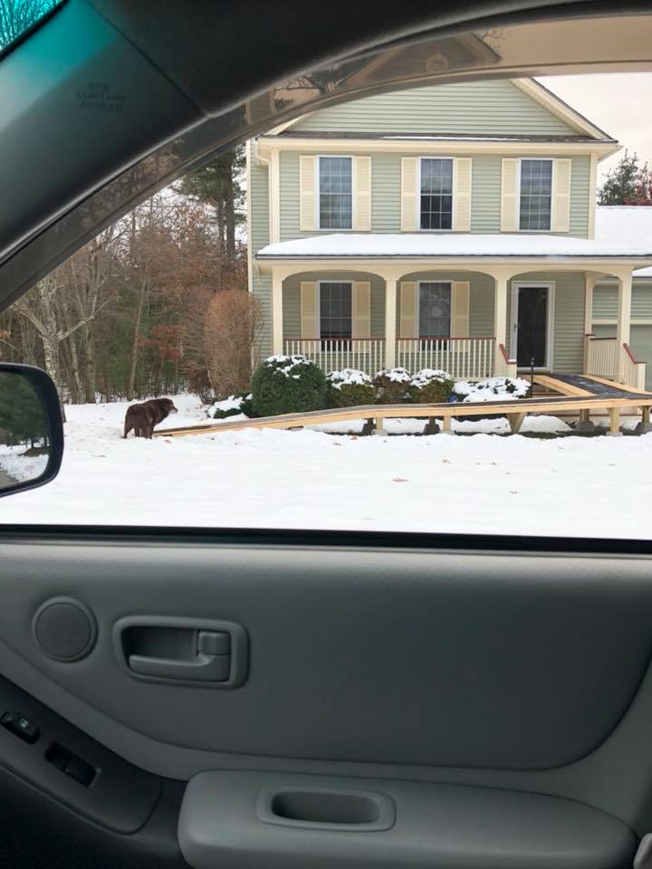 hershey dog ramp in snow