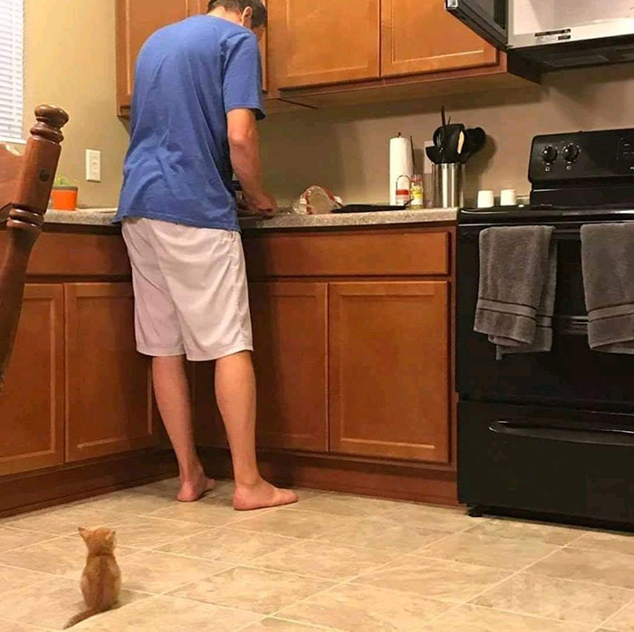 kitten waits for food