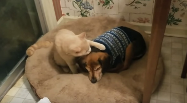 Cat Comforts A Sick Blind Dog