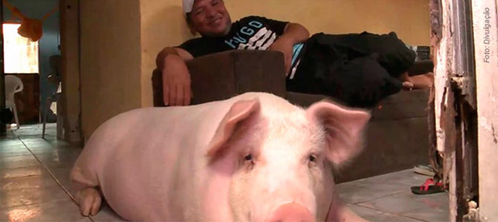 family adopts pig they planned to eat for Christmas