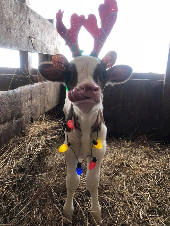 christmas cow