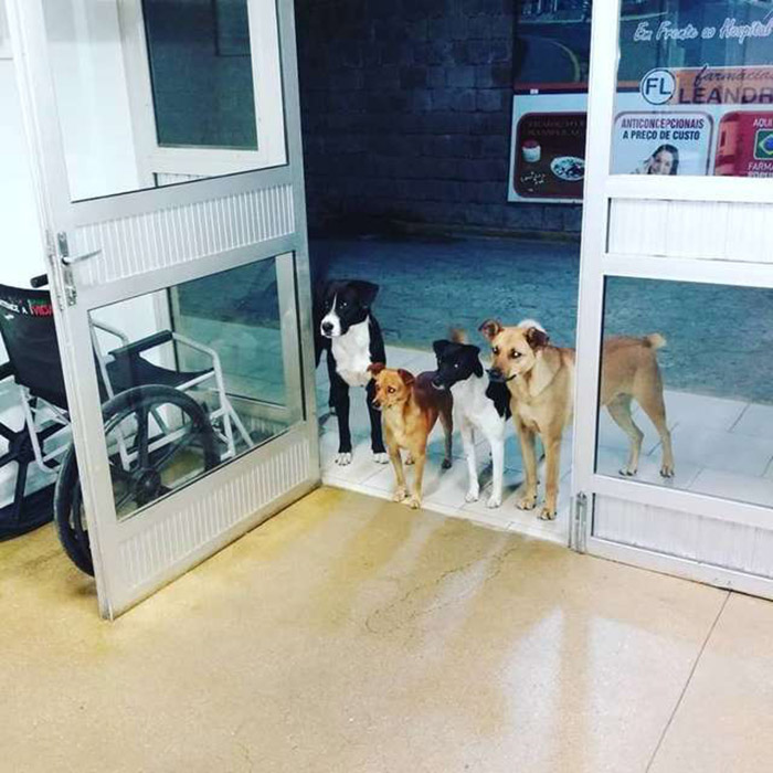dogs wait for homeless man in hospital