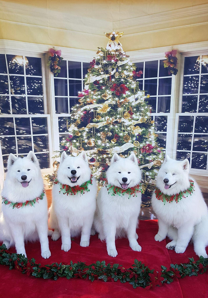 The dogs are ready for Santa