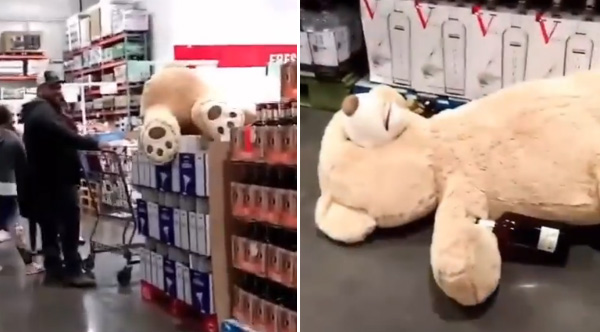 big teddy bear from costco