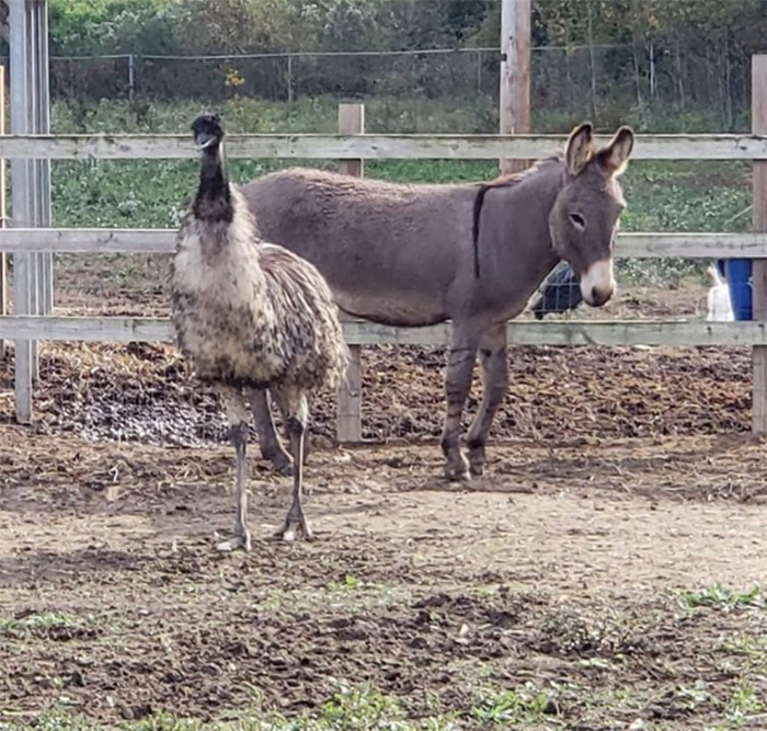 JD morgan adopts donkey and emu pair