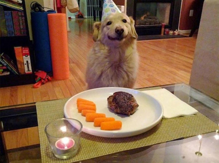 happy birthday dog