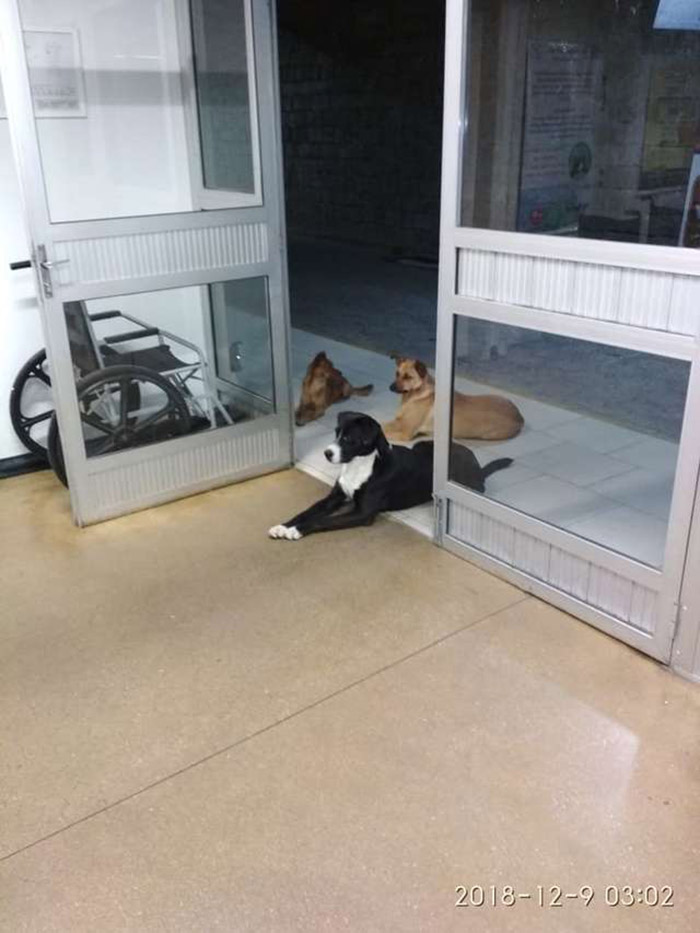 dogs wait for homeless man in hospital