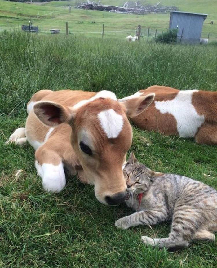 eep7m-calf-and-kitty-cuddles.jpg