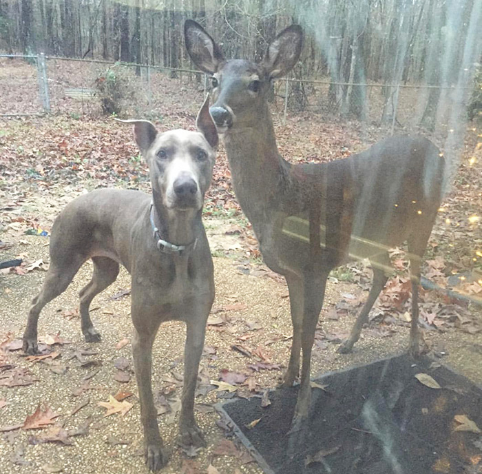 dog and deer watching you