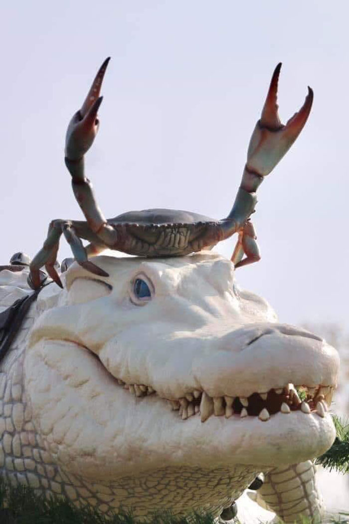 florida reindeer