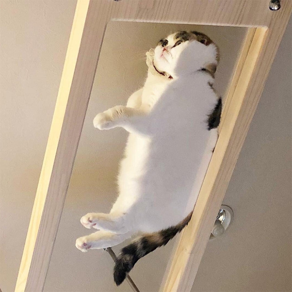 cat chilling on the glass