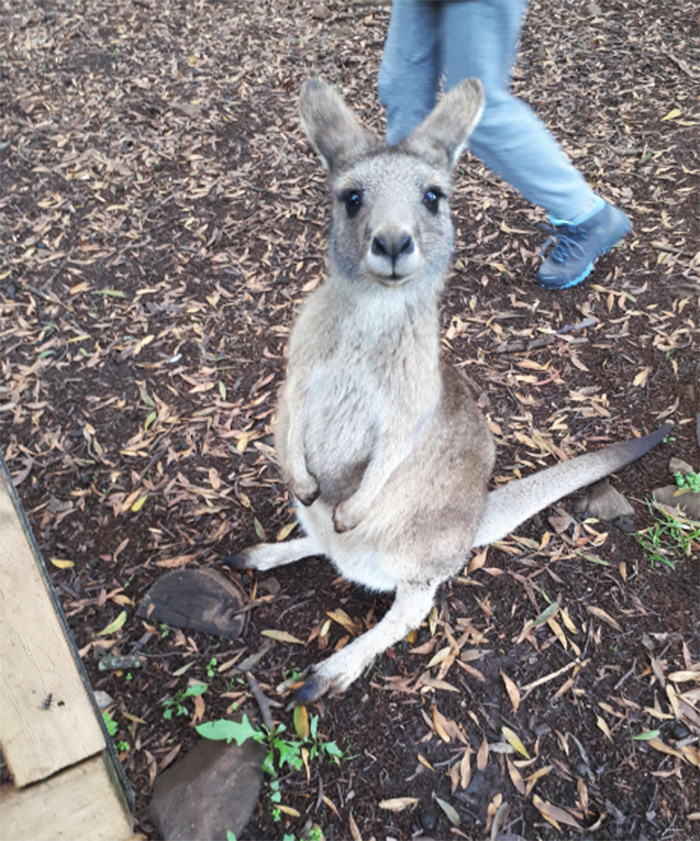 kangaroo baby says hi