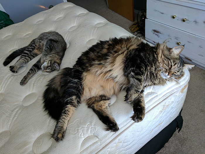 maine coon and normal cat