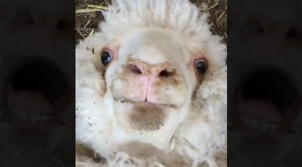 We Can t Stop Laughing At This Video Of A Sheep Lying On 