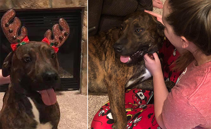 family adopts rambo for daughter