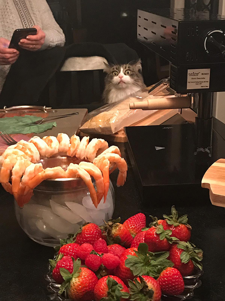 o96wp-cat-shrimp.jpg