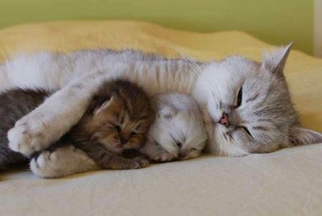 this is why people love cats