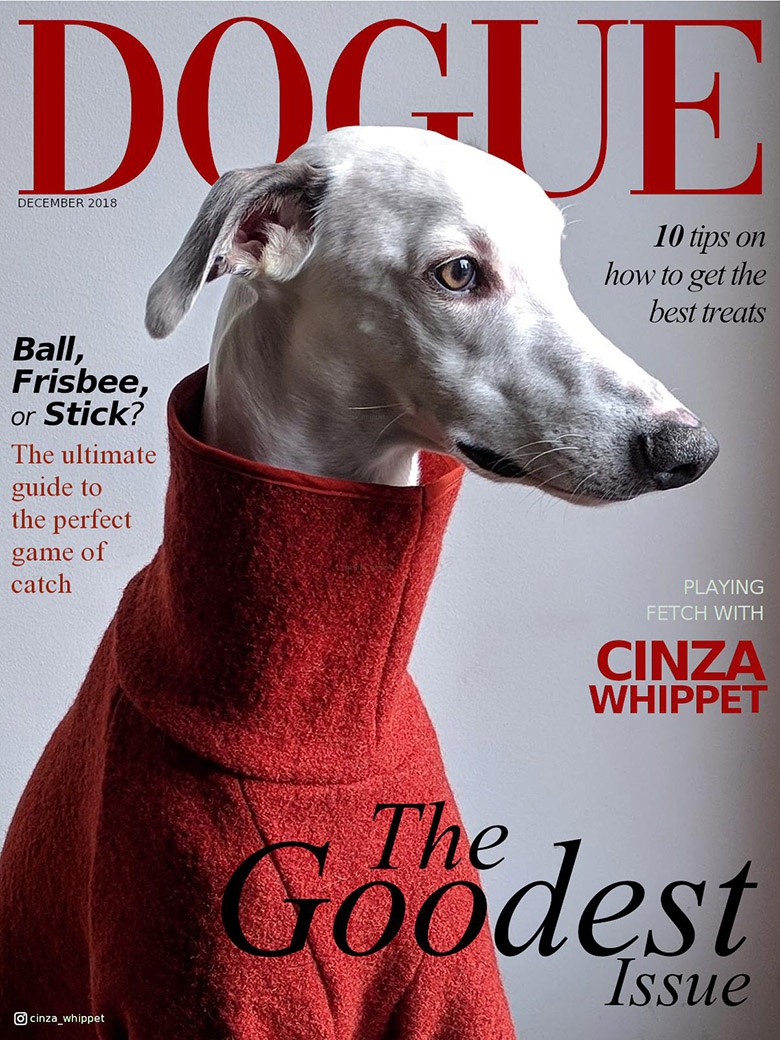 Someone Said Her Dog Looks Like A Vogue Cover, So This Someone Said Her Dog Looks Like A Vogue Cover, So This