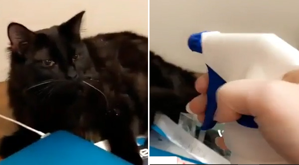 Cat Refuses To Run Away When Sprayed With Water
