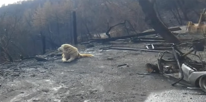 dog waits patiently for family during camp fire