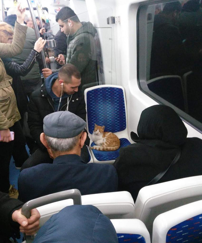 zeofr-cat-has-seat-on-crowded-train.jpg