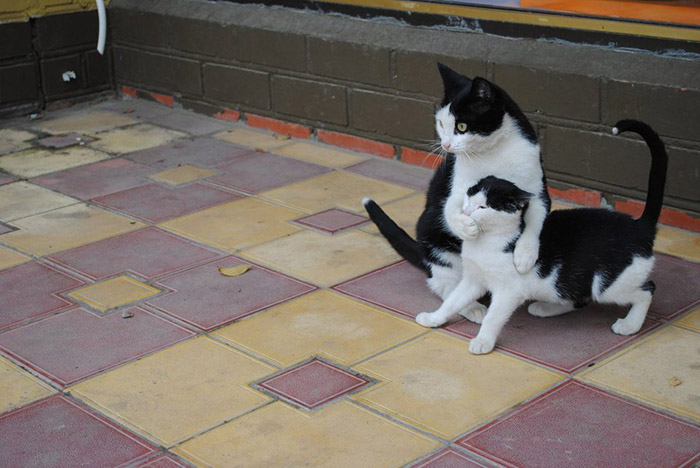 zl2r1-funny-cats.jpg