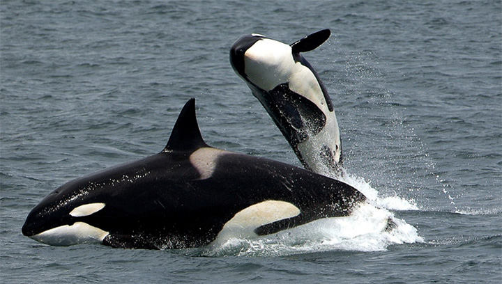 saving orca population