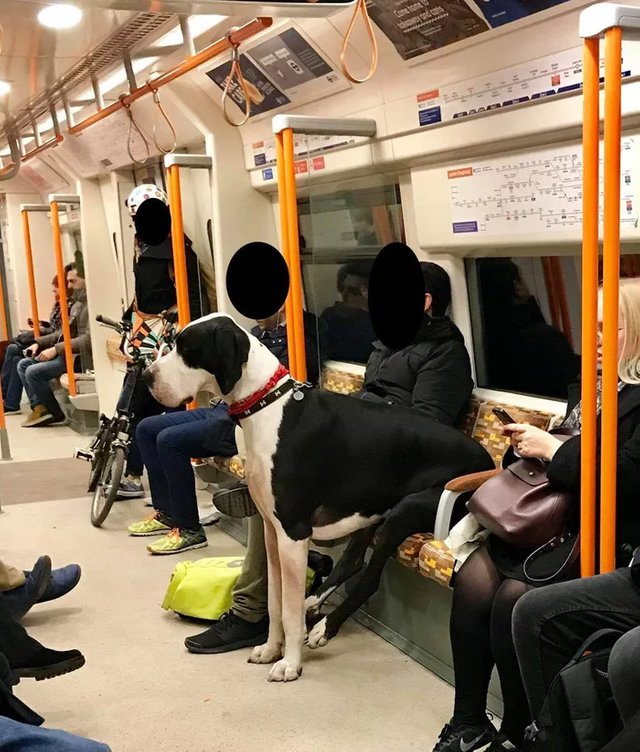dog sitting on subway