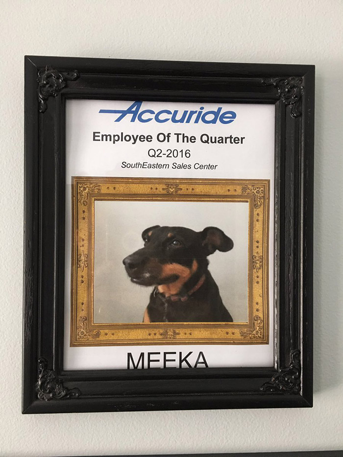 man works from home makes dog employee of the quarter